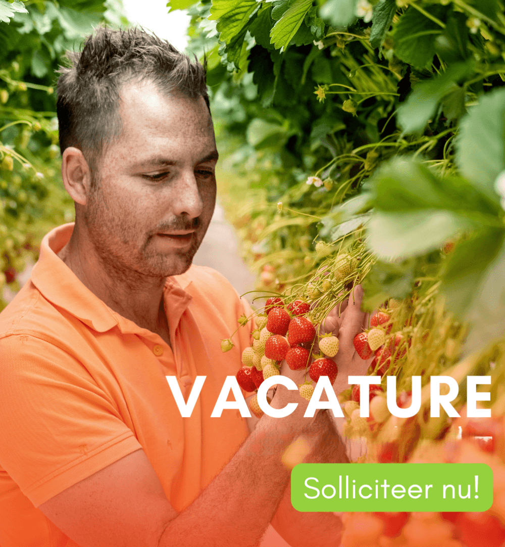 Voorman Aardbeienteelt