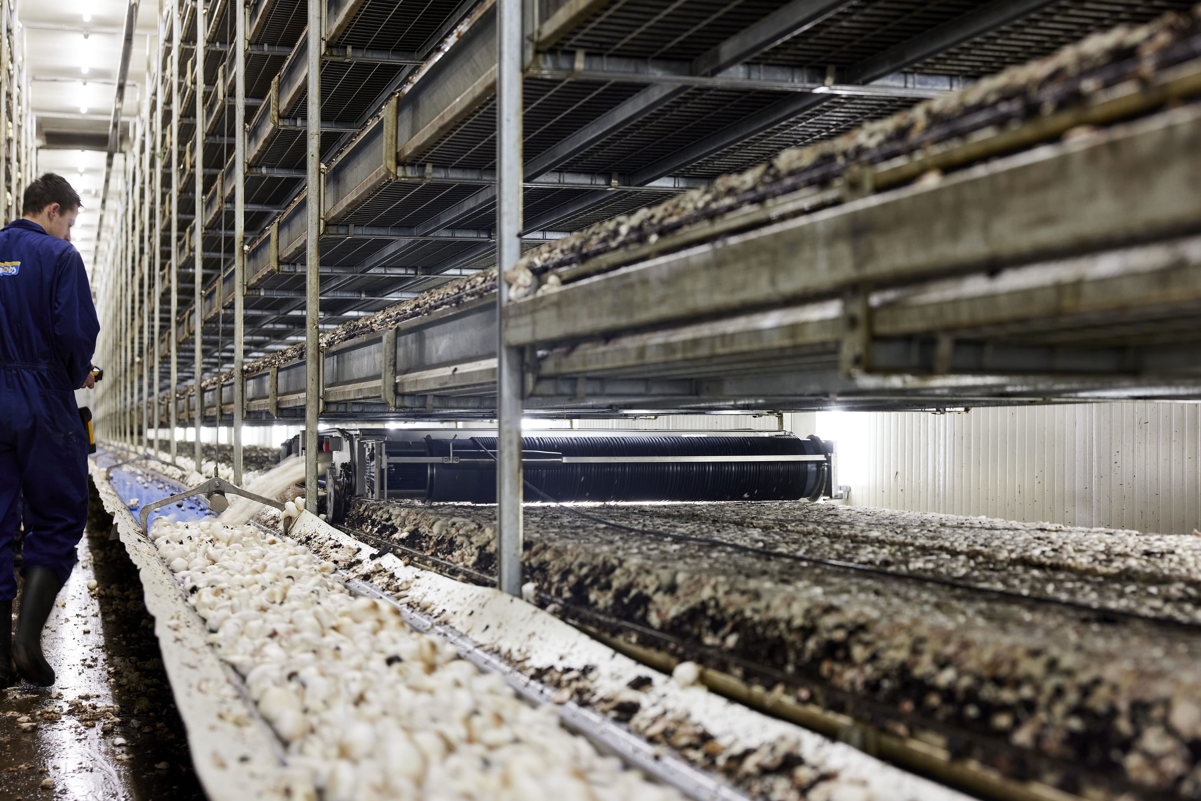 Allround medewerker champignonteelt